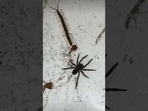 Lacraia vs Aranha #shorts