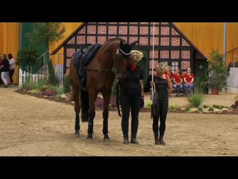 Anja Traub - Damen 07 - DMV Verden 2016