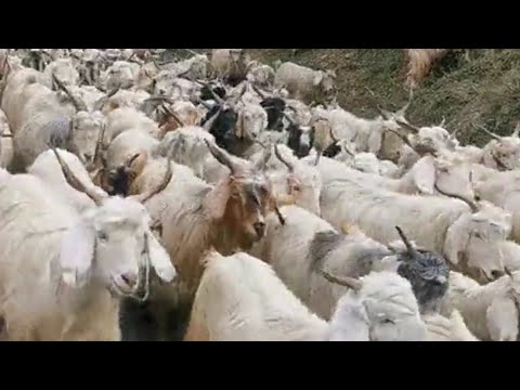 , title : 'Changthangi    Goat breed'