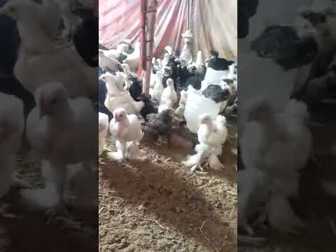 , title : 'Fancy Hens Farming | Ayam cemani  Hens | cute chicken | how to care chicks , fancy ,murgi part 65'