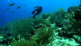 Curacao Shorts: Ch.2 - Beaches & Diving