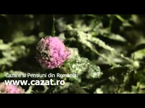 Cazare Tatarusi, Iasi - Cazat.ro