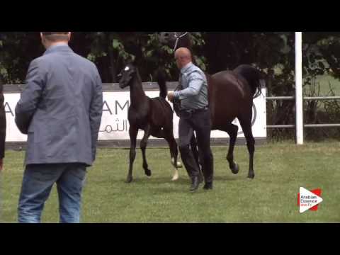 N.46 CBA KHONGOO - Ströhen 2015 C-Show - Foals (Class 1-2)