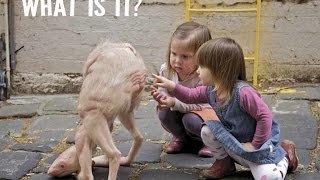 ✔ 75 Most Weird, Scary and Rarest Animals in the World Real Pictures (Rare Compilation)