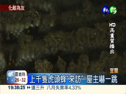 虎頭蜂來作客! 屋主當生態教育