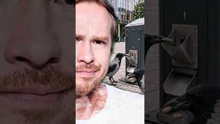 Шведские вороны-ДВОРНИКИ #shorts #шортс