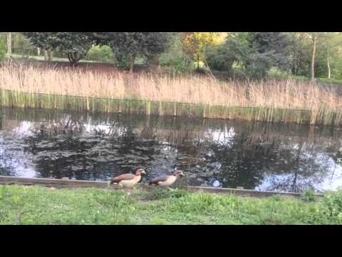 Egyptian geese train their babies to swim @Regent's park