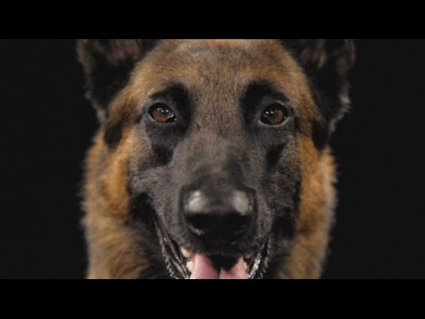 Polizeihunde im Einsatz bei der Stadtpolizei Zürich