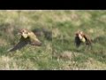 Weasel on green woodpecker (Picus viridis) - YouTube