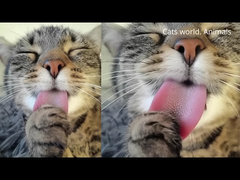 The Best FUNNY And CUTE Cat and Dog Videos Compilation - Funny Cats. Part 4
