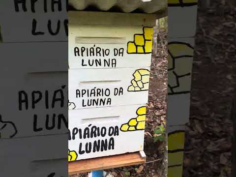 Apiario Padrão em Santa Teresinha Bahia .