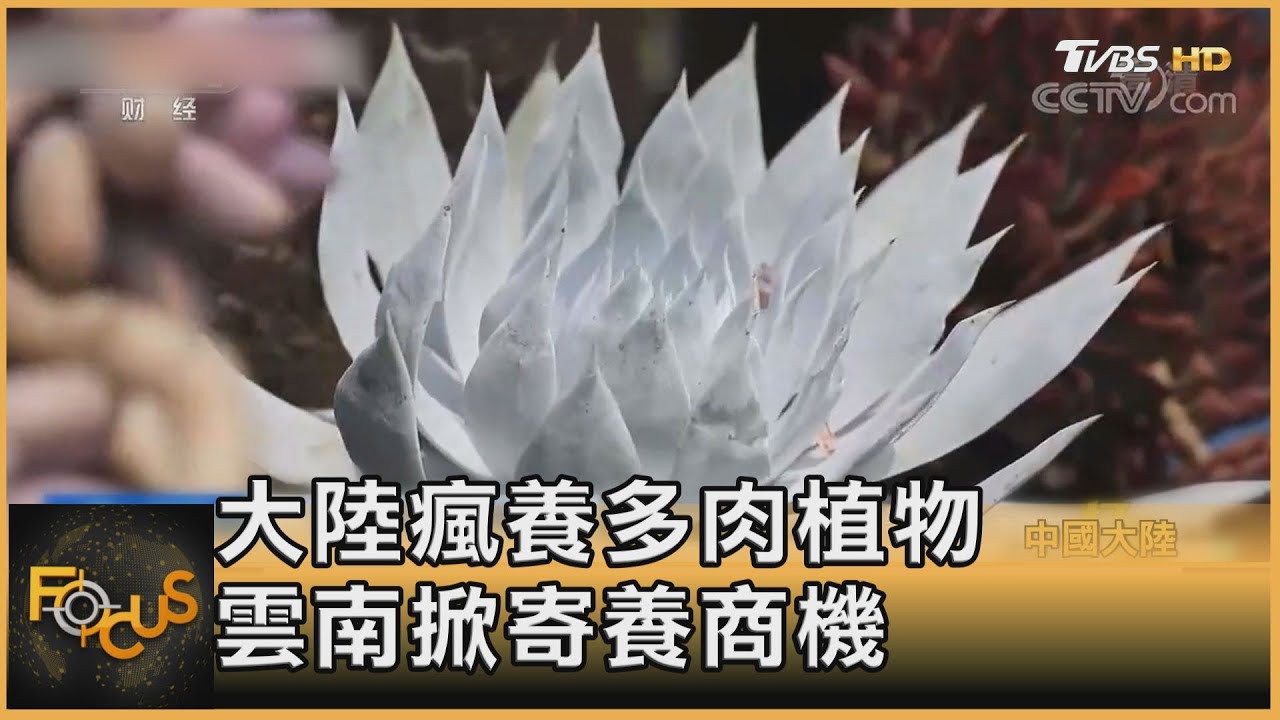 大陸瘋養多肉植物 雲南掀寄養商機
