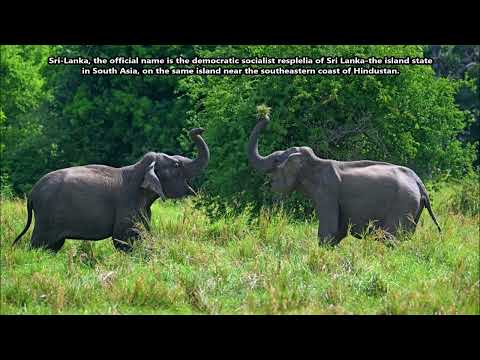 DX News Video