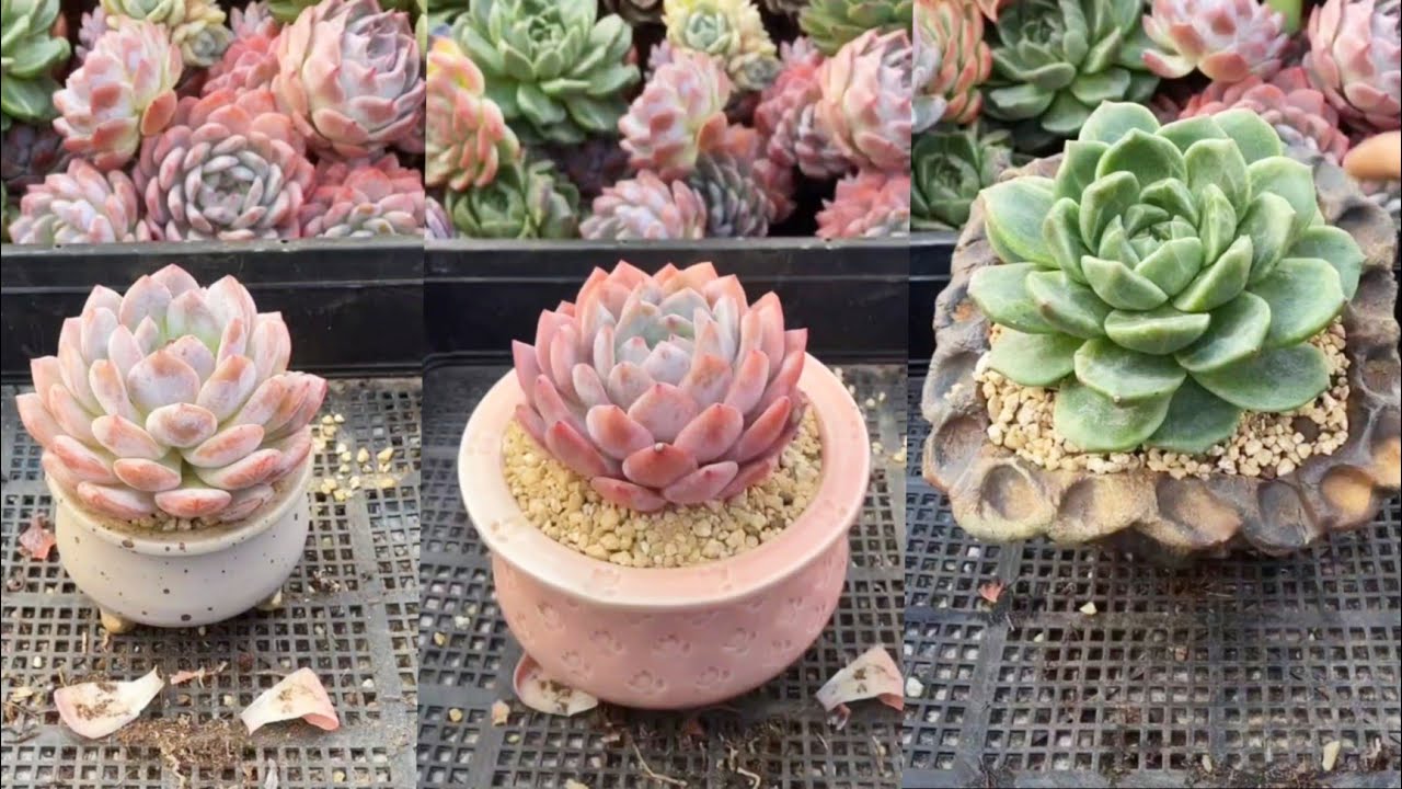 Most Beautiful Useful Tips Videos How to repotting Succulent Plants For Begginer
