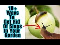 Slugs In Your Garden || 10+ Simple Ways To Get Them OUT || Guaranteed