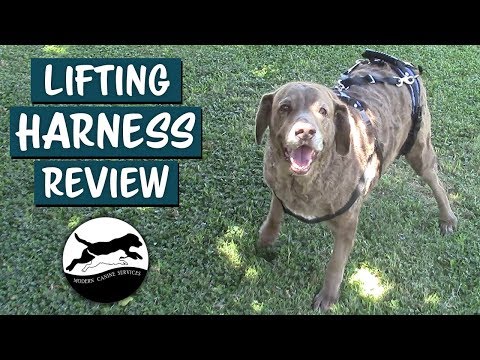 CareLift Full-body Lifting Harness aids Dogs with Mobility Issues
