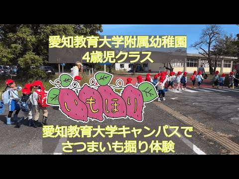【愛知教育大学】子どもキャンパスプロジェクト「附属幼稚園児さつまいも掘り体験」
