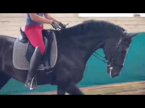 5yo Danciano X Florestan gelding