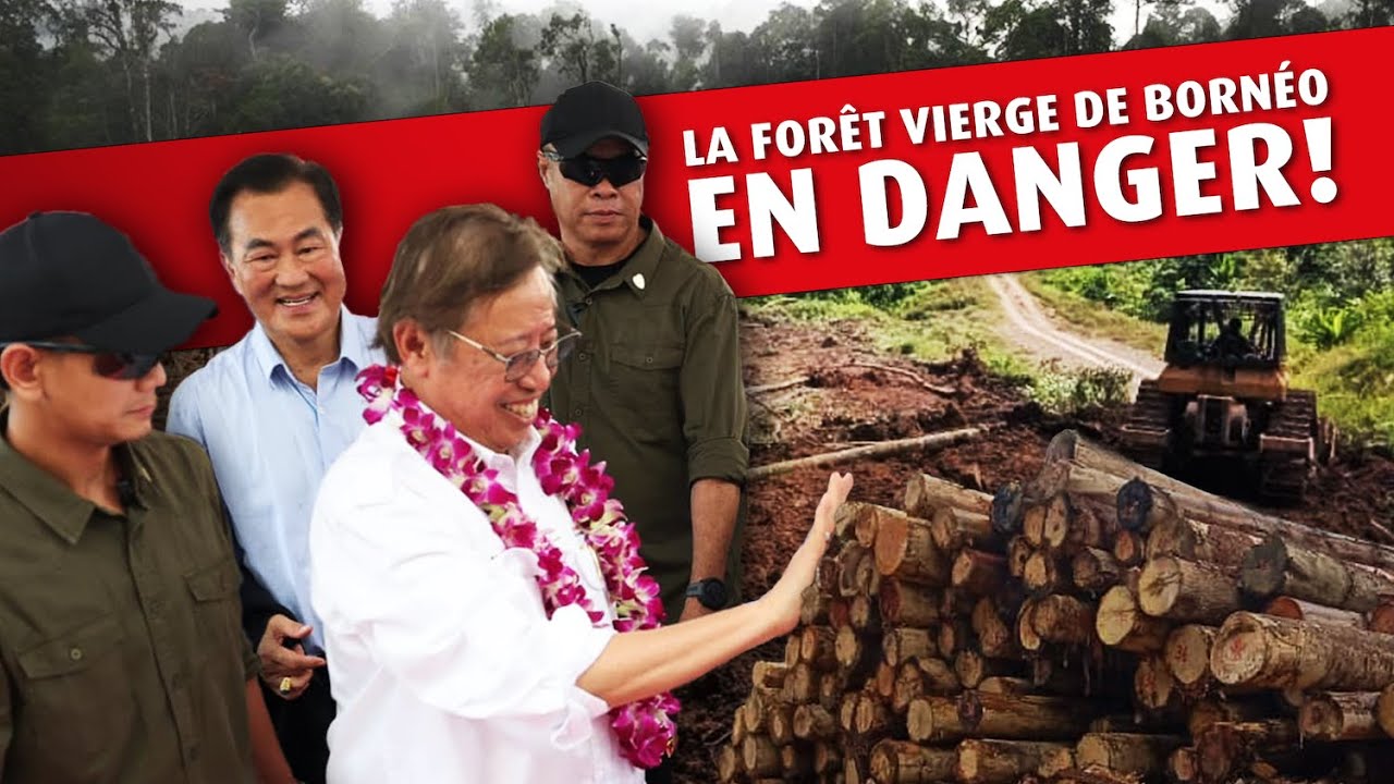 Sauvez la forêt primaire des Penan de la déforestation!