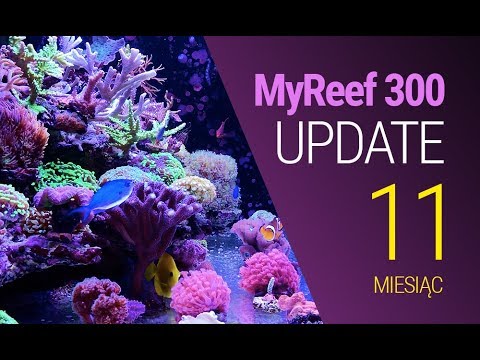 (156) MyReef 300 / Update / 11 miesięcy - Akwarium morskie - Reef aquarium