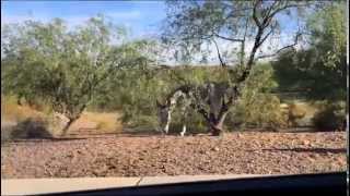 burro roaming my neighborhood in Anthem, Arizona