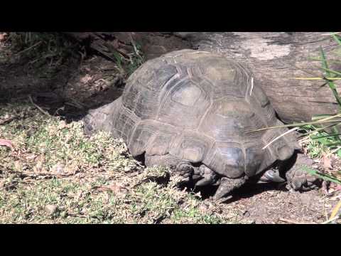 Burmese Mountain Tortoise Video