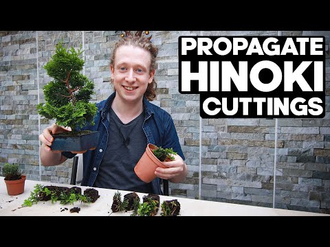 Propagate Hinoki Cypress Bonsai from Cuttings🌱*EASY*