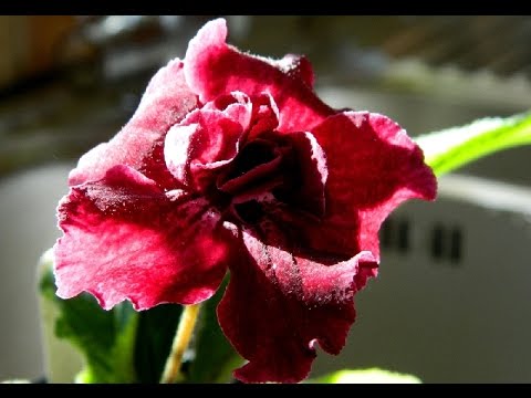 Streptocarpus Repotting