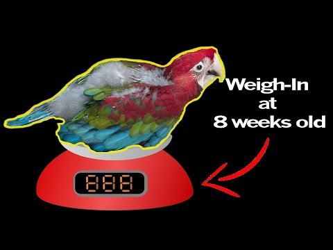 Baby Macaw weigh-in (8 weeks old)