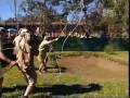 Croc Diaries Croc Live Part 5