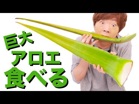 超巨大アロエ生で皮ごと食べたらヤバかった・・・