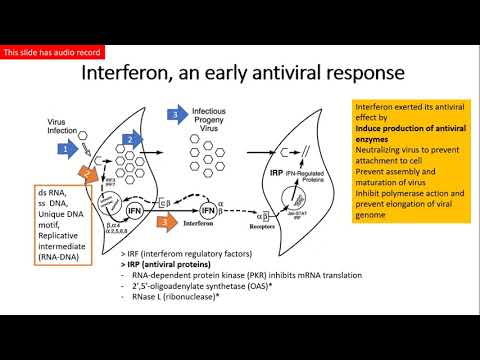 How the interferon (IFN) works as an antiviral