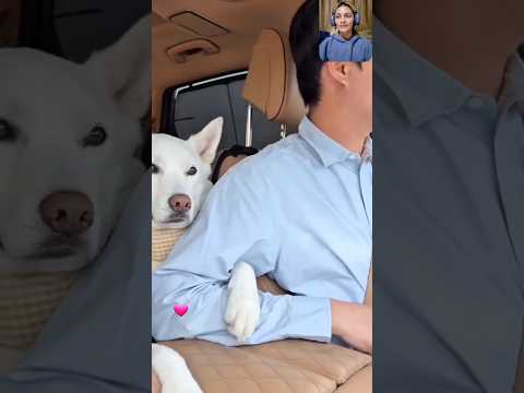 This dog is on husband's side 😂 Funny dogs try to save the husbands 🤣❤