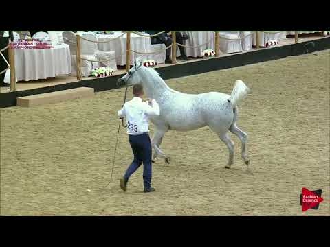 N.293 WASA - 21st Qatar National 2018