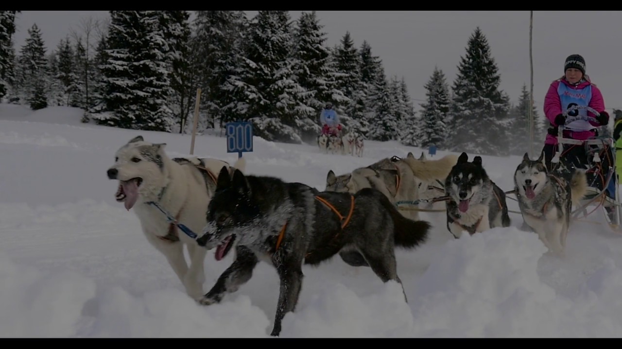 Mistrovství republiky psích spřežení Abertamy 7. 1. 2017
