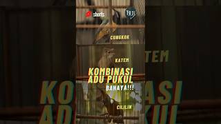 Download lagu MASTERAN KOMBINASI CUCAK CUNGKOK - KAPAS TEMBAK - CILILIN !!! DIJAMIN MEWAH #masteranjernih mp3