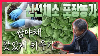 [쌈채소 맛있게 키우기] 신선채소 상추,치커리,로메인 포장농가 방문