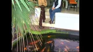 Algen im Teich! Grünes Wasser, Fadenalgen, Schwebealgen, Grünalgen u. Braunalgen...