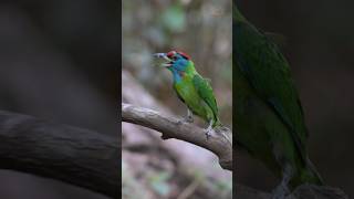 Download lagu Burung Barbet Tenggorokan Biru: Warna-warna cerah & melodi yang merdu! #burung #videoviral #videoviral #videopendekviral mp3
