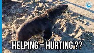 No Easy Way Out: Seal Suffers During Life-Saving Rescue