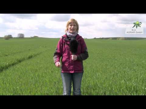 37. Feldexkursion: Das Fahnenblatt spitzt, und nun? - NU Agrar, 04.05.2016 (Fungizide im Weizen)