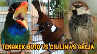 Download lagu MASTERAN TENGKEK BUTO CILILIN KING GREJA TERBARU ! 99 %  GAMPANG DITIRU !!! mp3