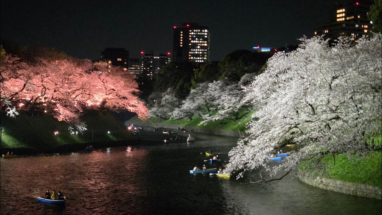 【高画質FHDお花見ライブカメラ】千鳥ヶ淵　夜桜ライトアップ　お花見　Chidorigafuchi cherry blossom viewing【live camera】2026/04/03