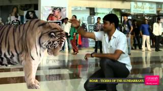 Shakti Face To Face With The Tigers Of The Sundarbans