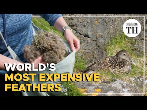 Eiderdown, the world's most expensive feathers