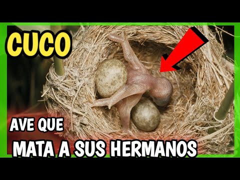 PÁJARO CUCO | Tira a Sus Hermanos - Parasitismo de Puesta, Hijo mas grande que sus padres