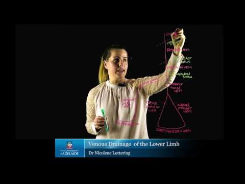 Venous drainage of the Lower Limb