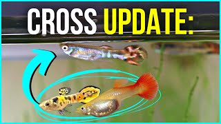 Dalmatian Guppies? Male Tiger Endler + Red Tail Female Guppy Cross Update!