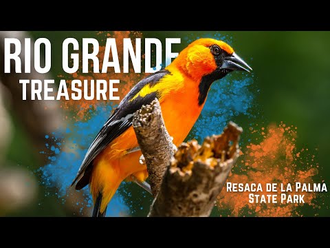 🐦 Resaca de la Palma State Park – A Birdwatcher’s Paradise in Texas!