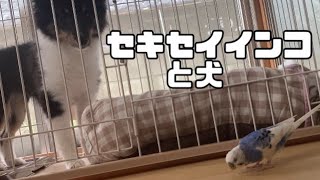犬小屋が気になるセキセイインコ達